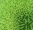 Το Microfiber 650gsm πράσινο μικρό Chenille δίπλωσε τα υγρά μαξιλάρια Mop τσεπών 13*47cm Οξφόρδη